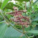 Miconia lacera Fruit