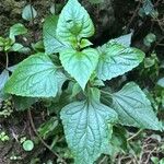 Ageratina adenophora Лист