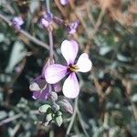 Moricandia suffruticosa Flower