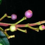 Miconia conorufescens Plod