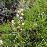 Pyrola media Flower