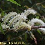 Salix pedicellata Egyéb