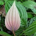 Miconia trichocalyx Folio