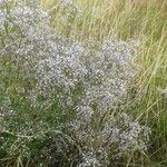 Gypsophila paniculata ᱵᱟᱦᱟ