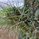 Tillandsia recurvata برگ