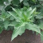 Urtica cannabina List