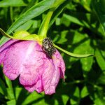 Paeonia anomala Квітка