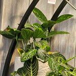 Monstera siltepecana Leaf