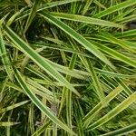 Pandanus pygmaeus Hoja