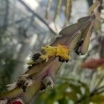 Lepismium cruciforme Flor