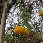 Eugenia pyriformis Fruit