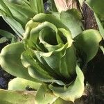 Billbergia pyramidalis Leaf