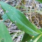 Inula spiraeifolia Leaf