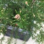 Grevillea juniperina Fruit