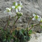 Arabis scabra Floro