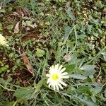 Urospermum dalechampii Flower