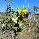 Mandevilla antennacea Цвят