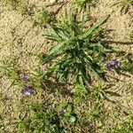 Anchusa undulata Habitus