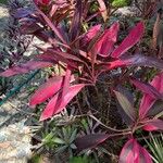 Cordyline fruticosa 葉