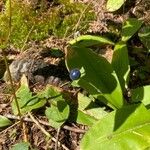 Clintonia borealisफल