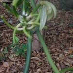 Vanilla planifolia Fruitua