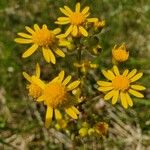 Senecio ampullaceus Кветка