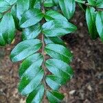 Vaccinium ovatum Leaf