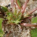 Trifolium suffocatum Libunga