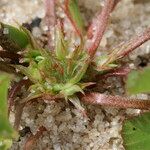 Trifolium suffocatum Habitus