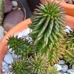 Euphorbia susannae Écorce