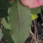 Laurus nobilis Leaf