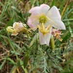 Eulobus californicus Flower