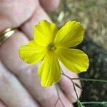 Linum trigynum फूल