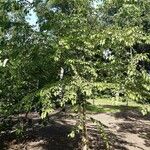 Styrax japonicus Hábito