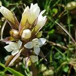 Gentianella campestris Blüte