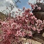 Prunus scoparia Flor