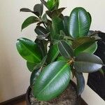 Ficus elastica Folha