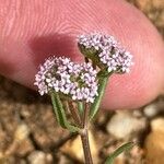 Valerianella coronata Kukka