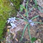 Brimeura amethystina Fula