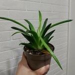 Aloe aristataОблик