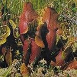 Sarracenia purpurea Lehti