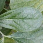 Bignonia magnifica Leaf