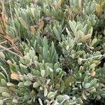 Atriplex portulacoides List