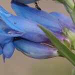 Penstemon glaber Flor