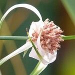 Rhynchospora colorata Kvet