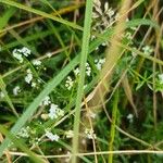 Galium palustreKvet