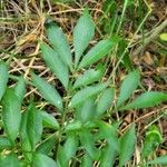 Trichilia elegans Leaf