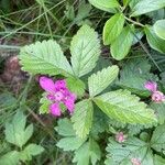 Rubus arcticus Flor