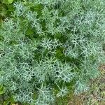 Eryngium bourgatii Folha