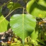 Ficus religiosa Leaf